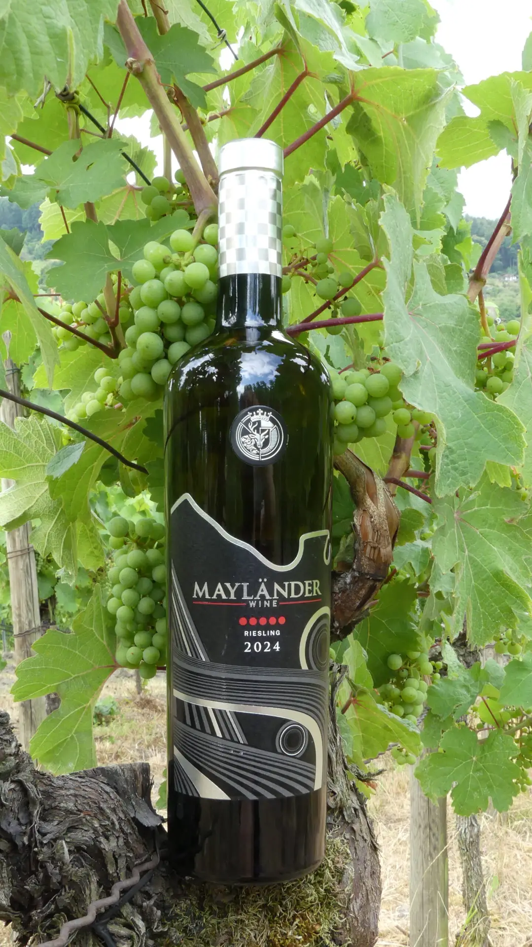 Maylander Riesling in the Vineyard