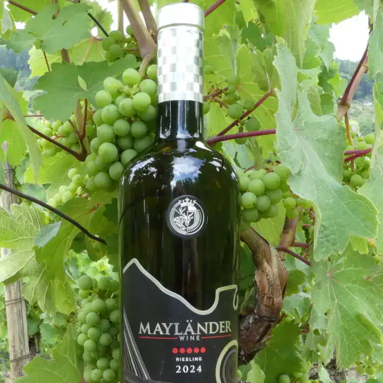 Le Riesling de Maylander au milieu des vignes